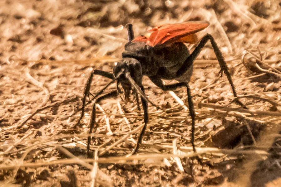 19644 tarantula hunting