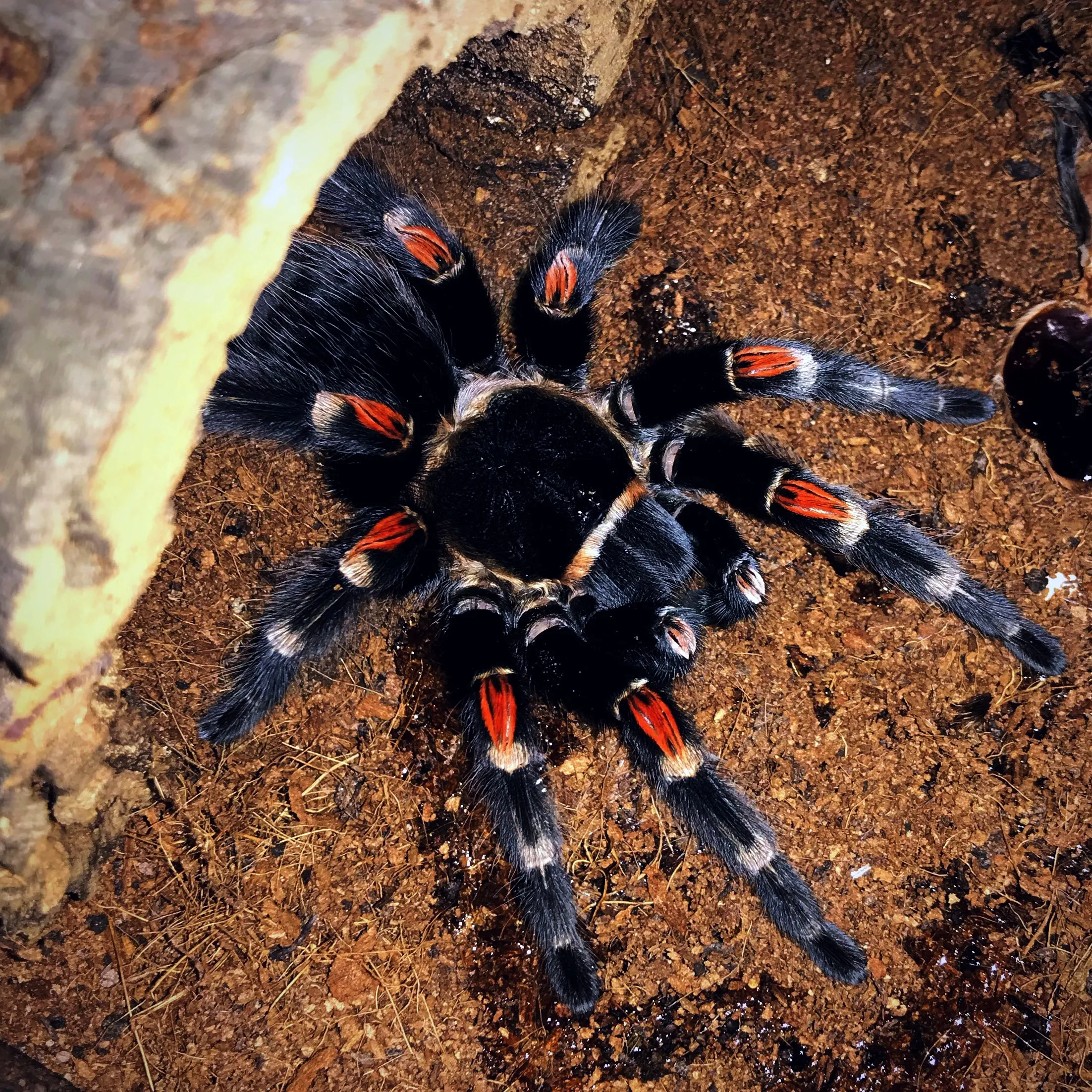 19645 auratum tarantula close up