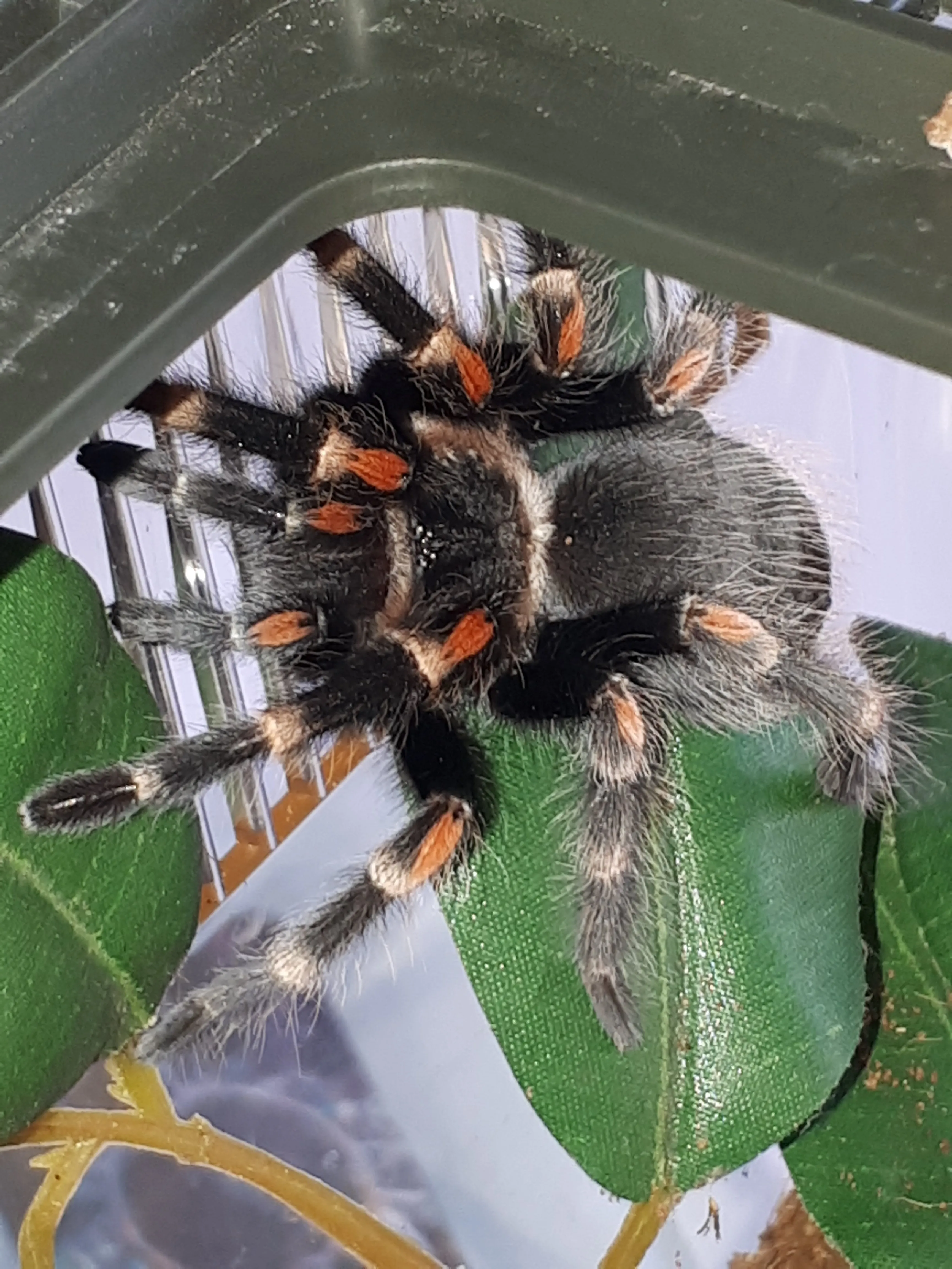 19645 auratum tarantula feeding