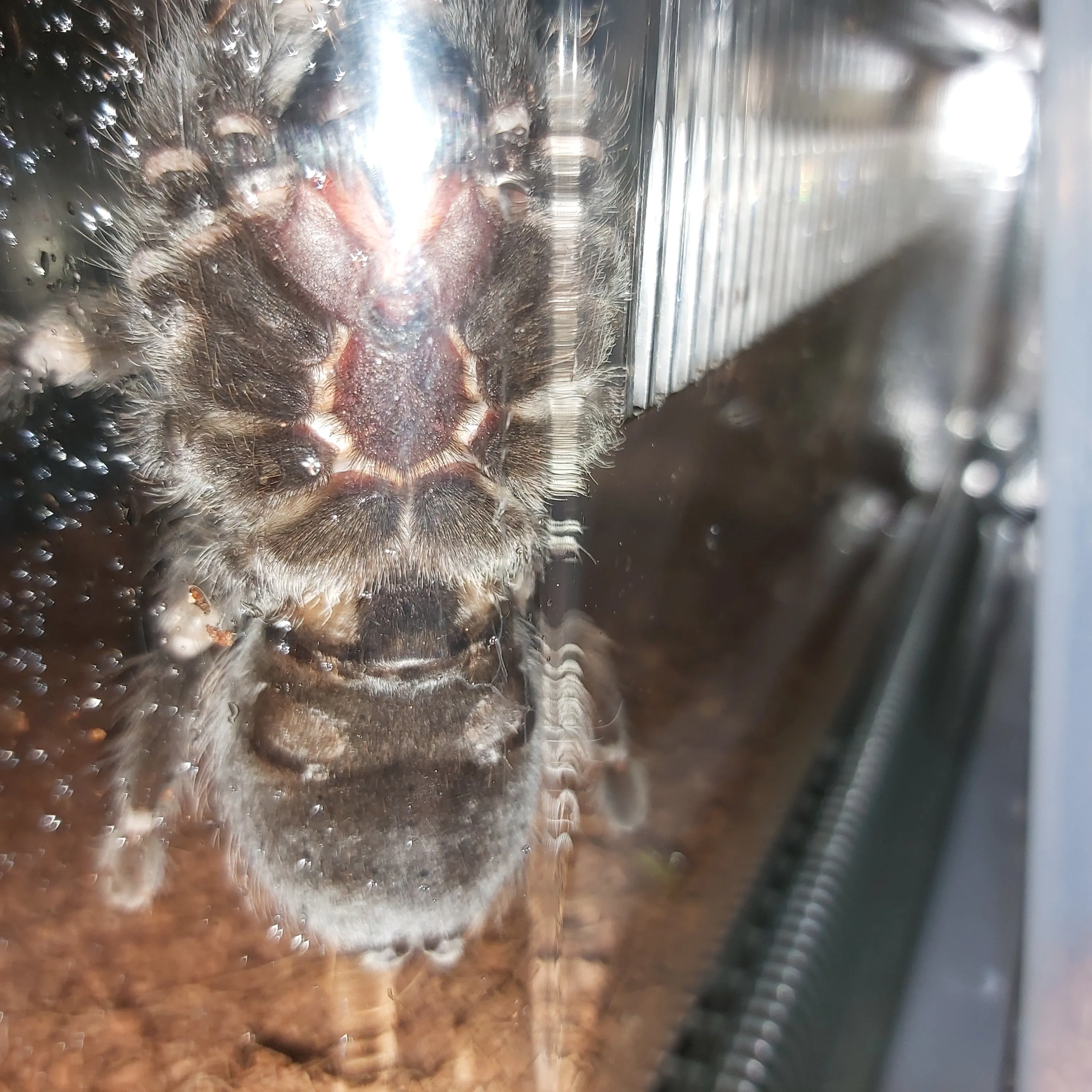 19645 auratum tarantula habitat
