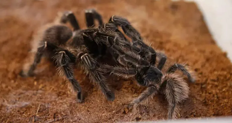 /img/19645-auratum-tarantula-health.webp