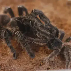 /img/19645-auratum-tarantula-health.webp