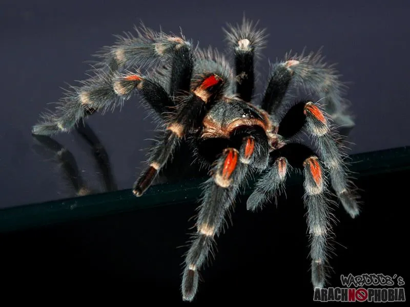 19645 auratum tarantula male female