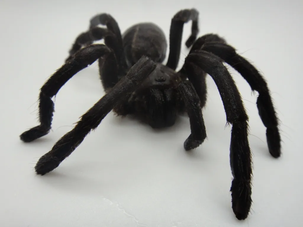 19648 mealworm tarantula food