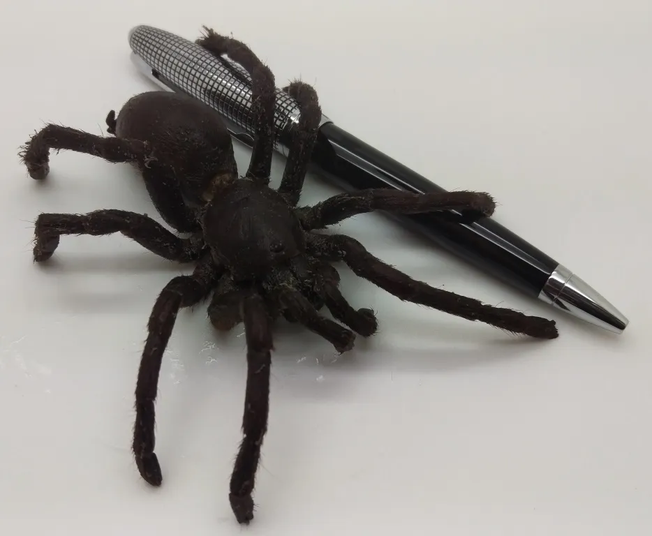 19648 roaches for tarantulas