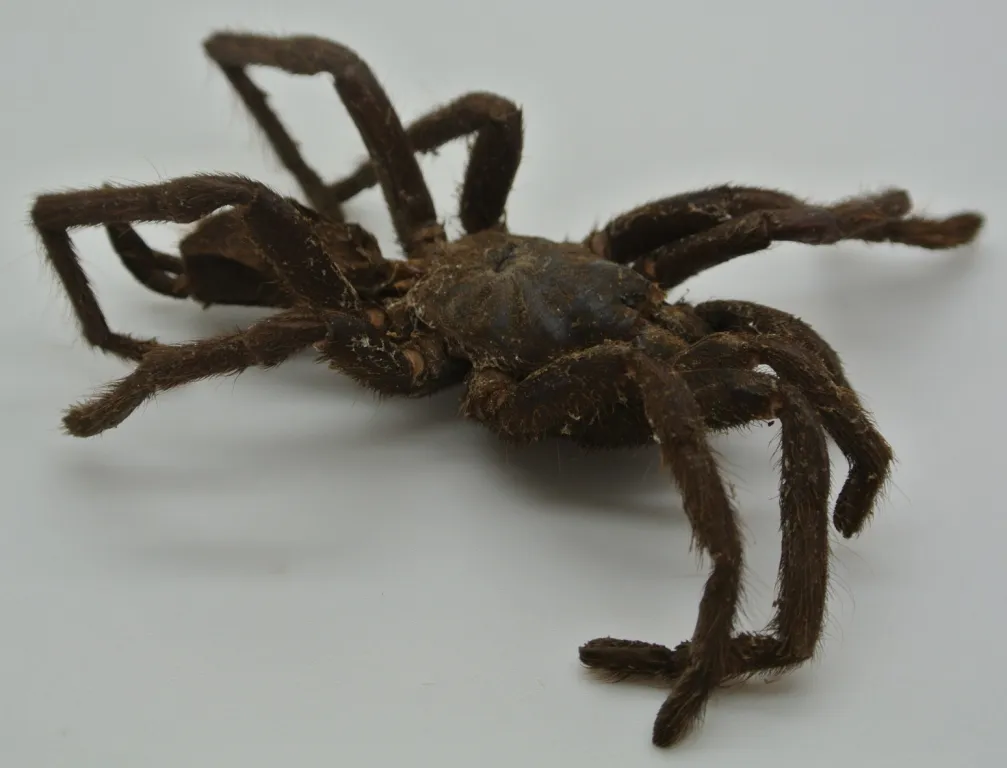 19648 tarantula feeding frequency