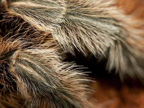 19649 avicularia tarantula