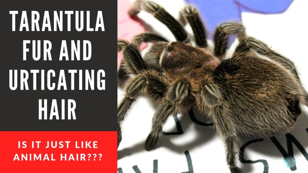 19649 holothele tarantula