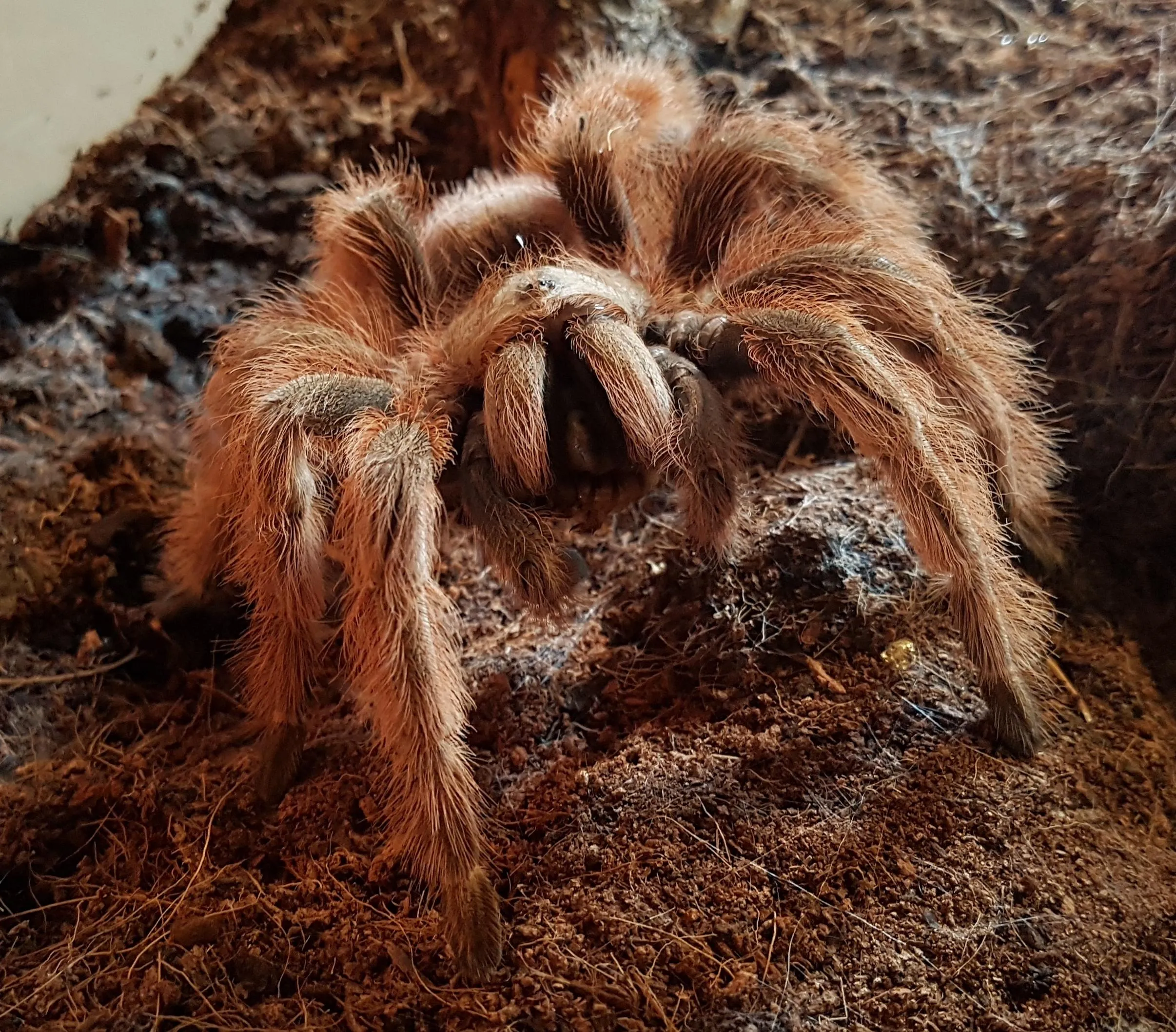 19649 tarantula enclosure