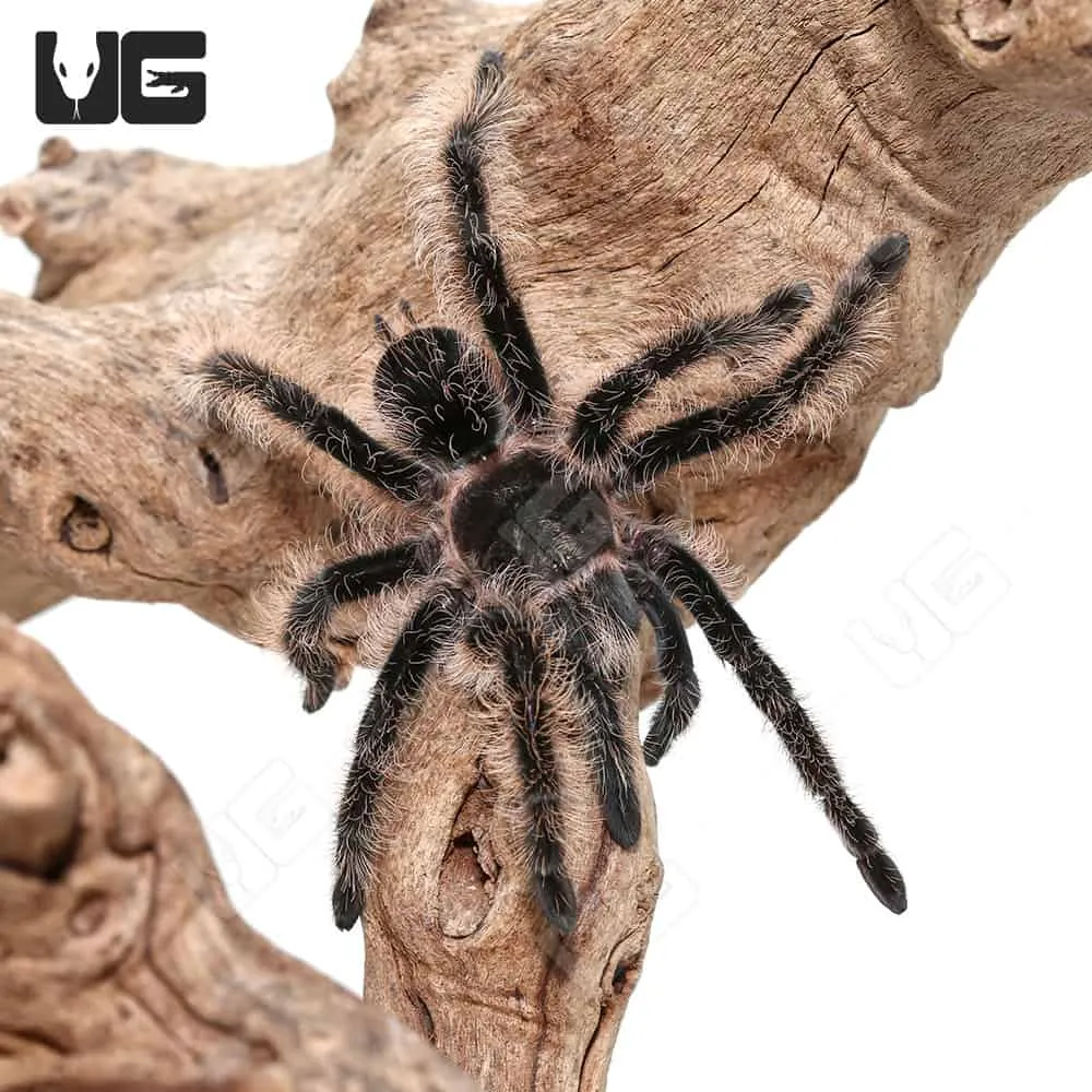 19650 curly hair tarantula juvenile feeding