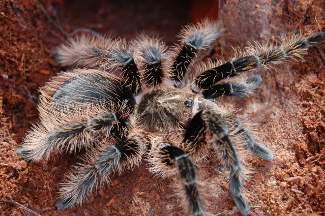 19650 curly hair tarantula juvenile handling