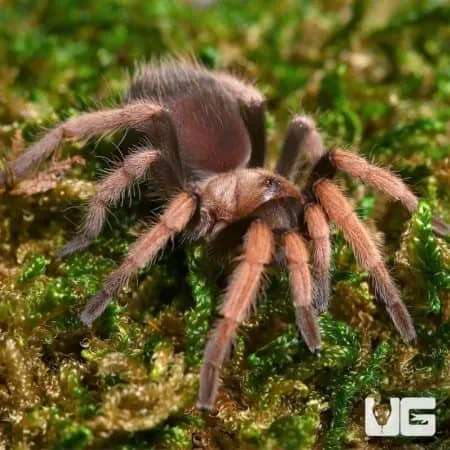 /img/19650-curly-hair-tarantula-juvenile-hiding-place.webp