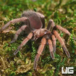 /img/19650-curly-hair-tarantula-juvenile-hiding-place.webp