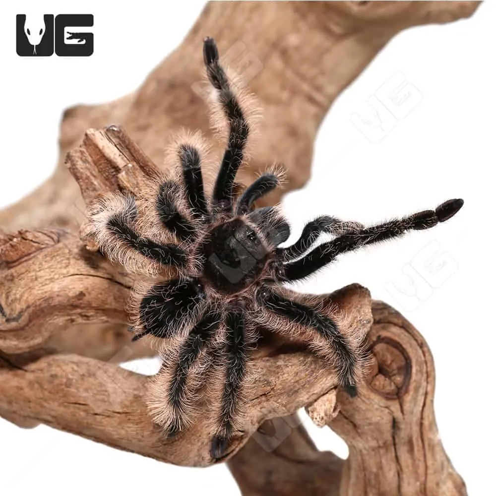 19650 curly hair tarantula juvenile humidity