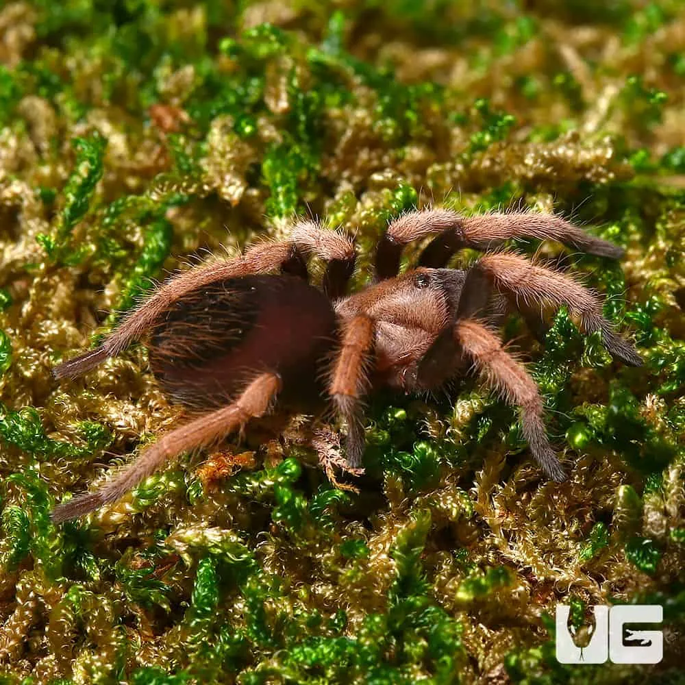 19650 curly hair tarantula juvenile substrate