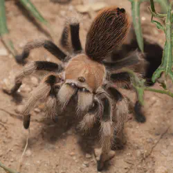 /img/19652-tarantula-care.webp