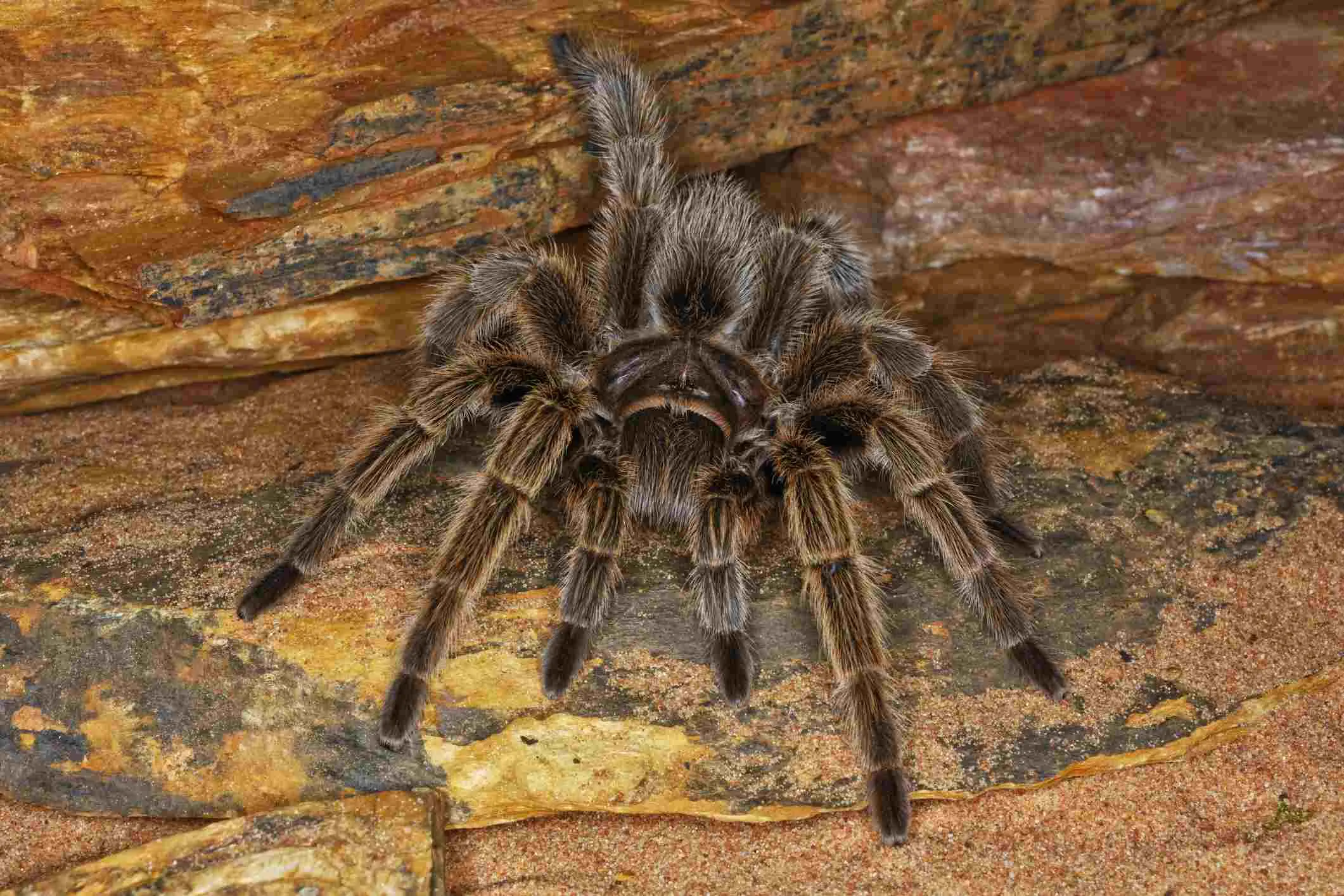 19652 tarantula habitat