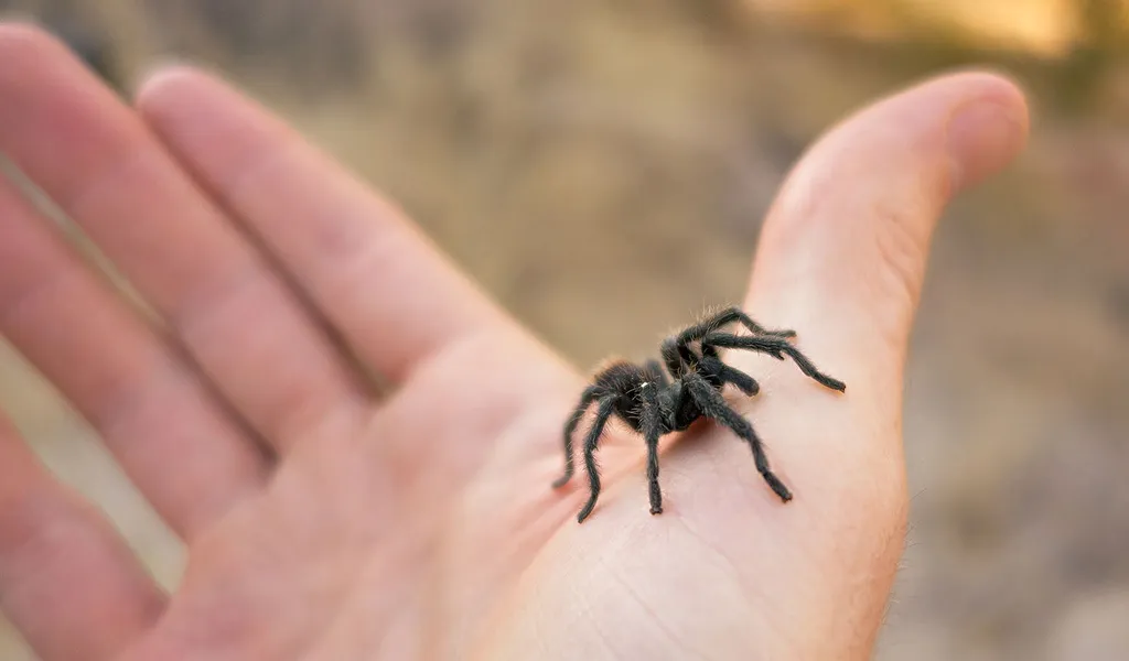 /img/19653-tarantula-habitat.webp