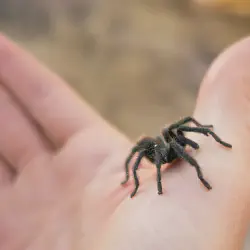 /img/19653-tarantula-habitat.webp