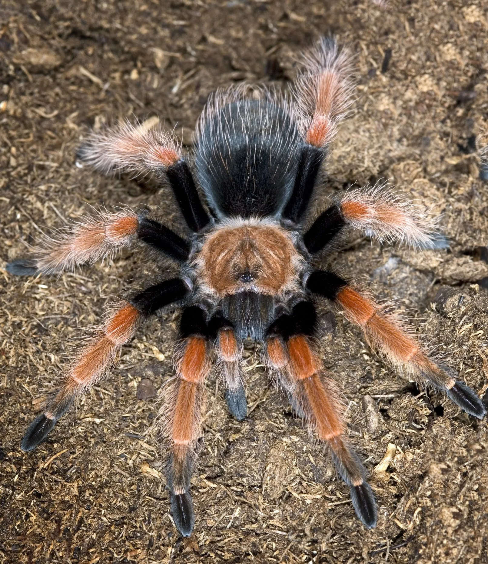 19653 tarantula handling